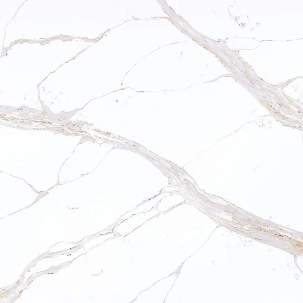 Artemistone Calacatta Miel Collection